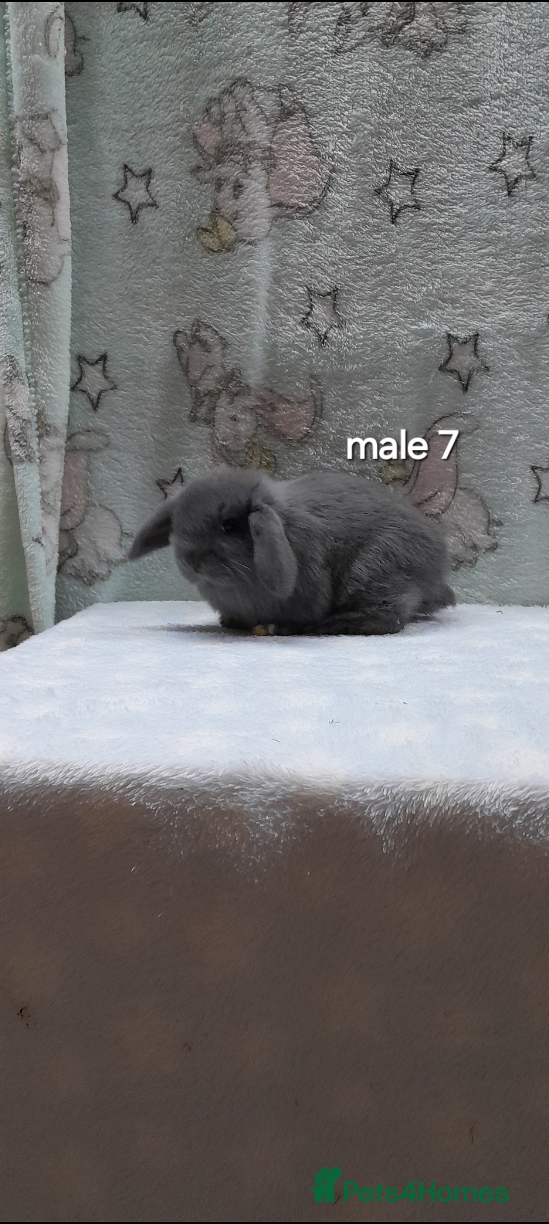 Mini Lop rabbits for sale: Purebred mini lops ready to reserve  - Advert 13