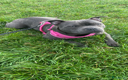 Staffordshire Bull Terrier dogs for sale: Beautiful blue staff  - Image 1