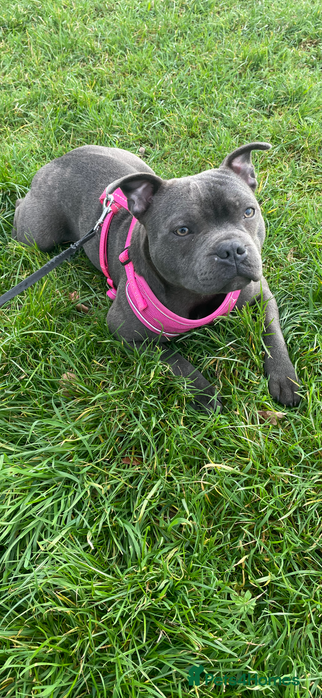 Staffordshire Bull Terrier dogs for sale: Beautiful blue staff  - Image 1