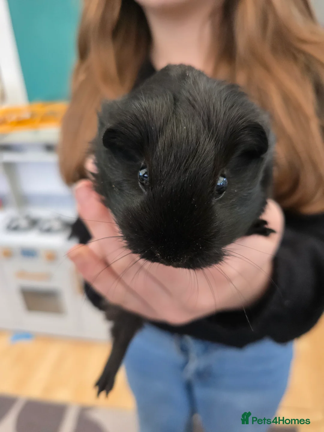 Guinea Pig rodents for sale: Two bonded male guineapigs  - Advert 2