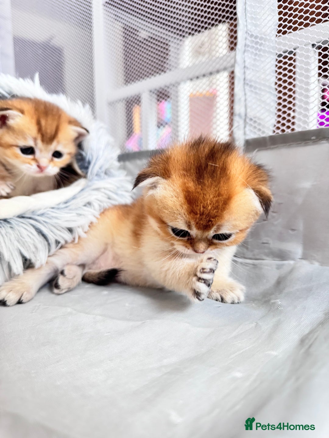Scottish Fold cats for sale: Cute TICA pedigree kittens  - Image 3