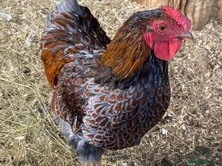 Chickens poultry Day old chicks - Advert 1