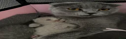 British Shorthair cats for sale: Beautiful Blue & Lilac British Shorthair Kittens - Advert 8