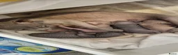 Sphynx cats for sale: Beautiful Newborn Sphynx Kittens4 kittens - Advert 1