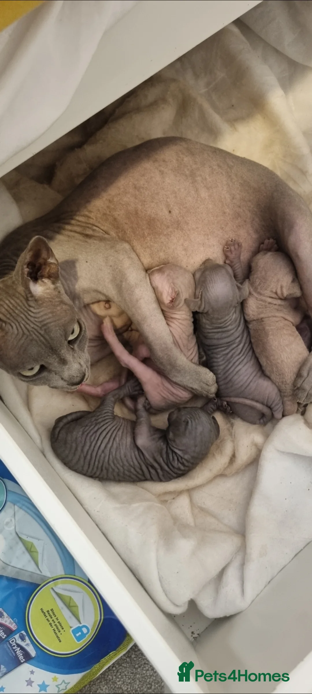 Sphynx cats for sale: Beautiful Newborn Sphynx Kittens4 kittens - Advert 1