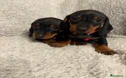 Miniature Dachshund dogs for sale: Miniature dachshund  - Image 9