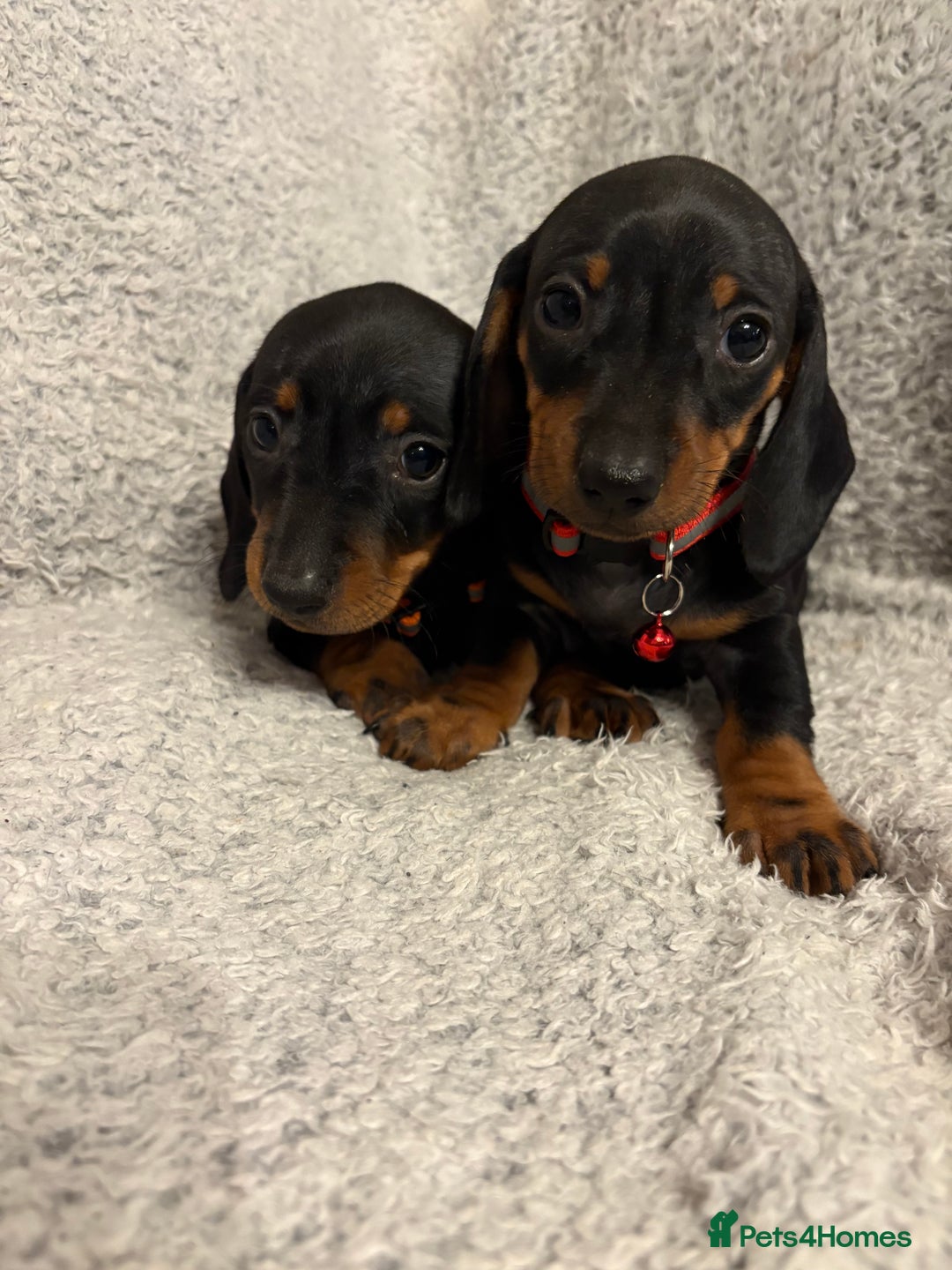 Miniature Dachshund dogs for sale: Miniature dachshund  - Image 9