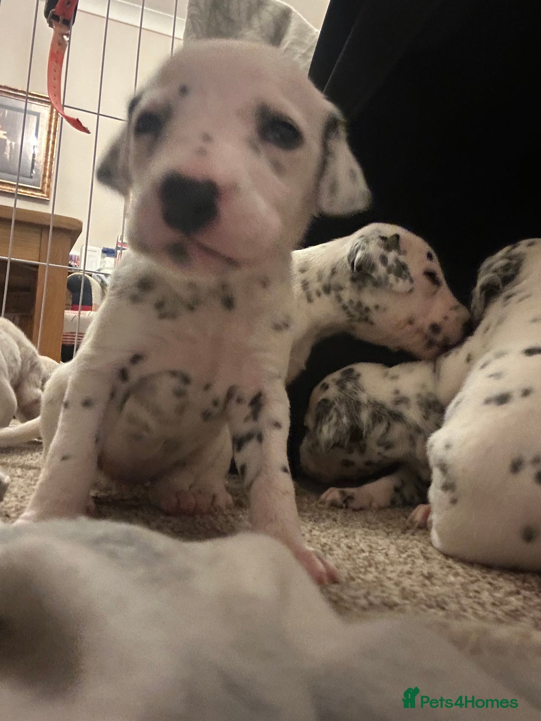 Dalmatian dogs for sale: Beautiful boys, BAER tested full hearing  - Advert 5