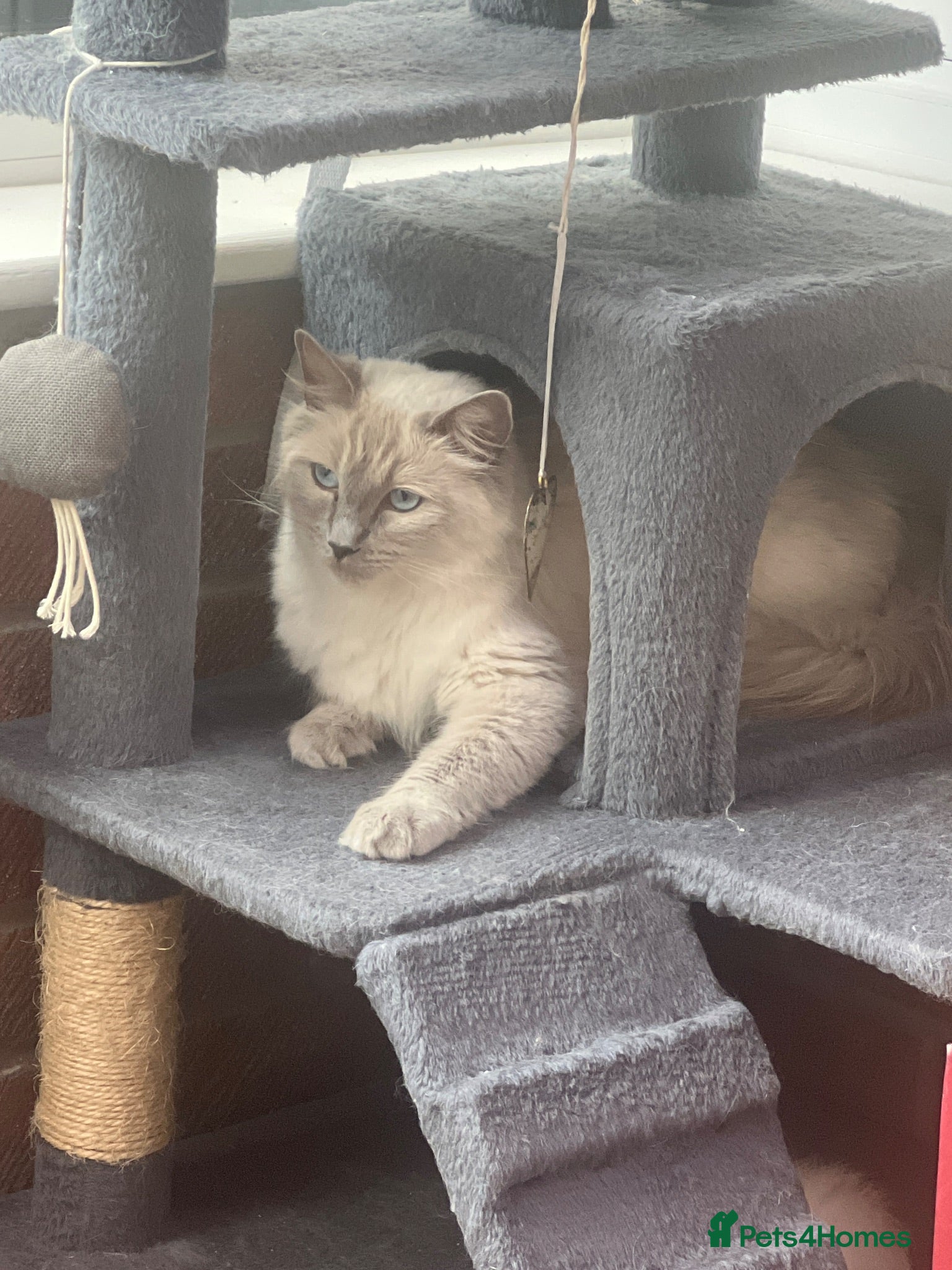 Ragdoll cats Pure ragdoll kittens - Advert 4
