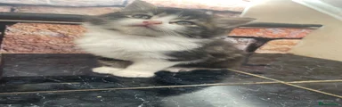 Siberian Kitten 1