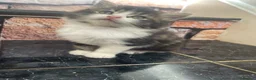 Siberian cats for sale: Siberian Cross Kittens - Advert 1