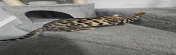 Bengal cats for sale: 2 Bengals available for adoption!  in London - Advert 4