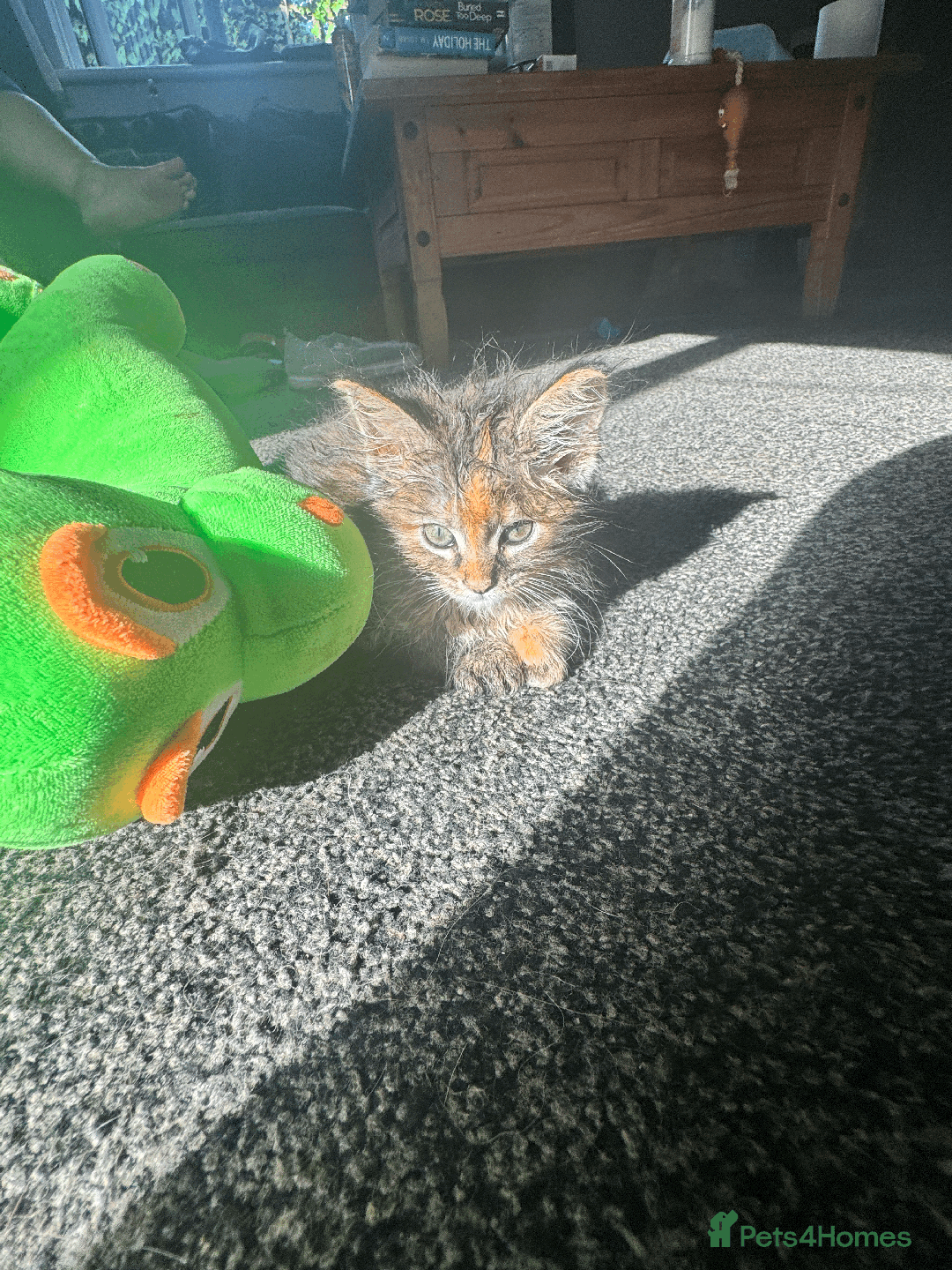 Maine Coon cats for sale: Adorable MaineCoon Ragdoll Cross Kittens Ready Now - Image 5