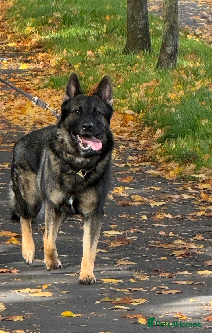 German Shepherd dogs Dog for stud  - Advert 1