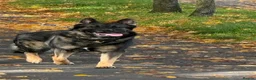 German Shepherd dogs for stud: Dog for stud  in Stevenage - Advert 1