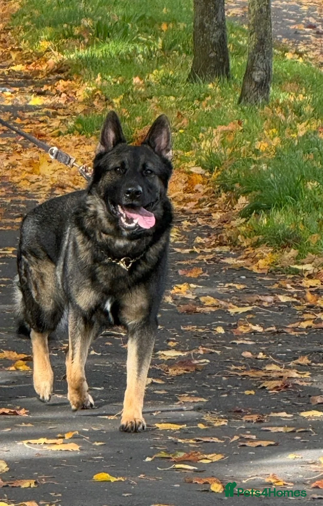 German Shepherd dogs for stud: Dog for stud  in Stevenage - Advert 1