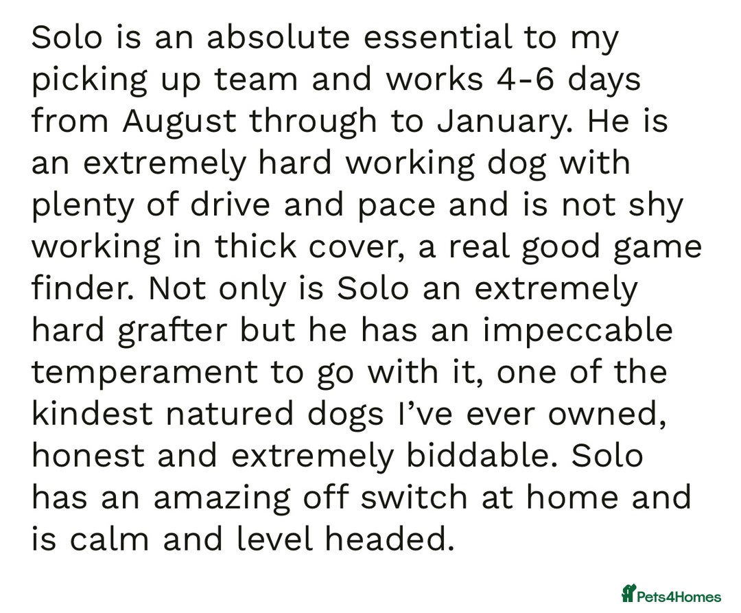 Sprollie dogs for sale: Sprollie  - Advert 22