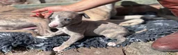 Whippet dogs for sale: Beautiful chunky KC blue fawn brindle whippet pups in Market Harborough - Advert 14