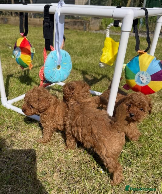 Toy Poodle dogs for sale: GORGEOUS RED KC TOY POODLE PUPPIES - Advert 2