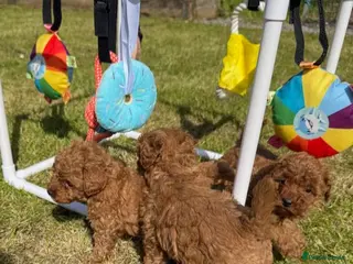 Toy Poodle dogs for sale: GORGEOUS RED KC TOY POODLE PUPPIES - Advert 2