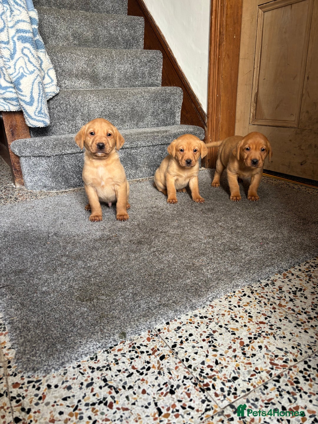 Labrador Retriever dogs for sale: KC Registered Litter of 9 fox red Labrador Puppies - Advert 21