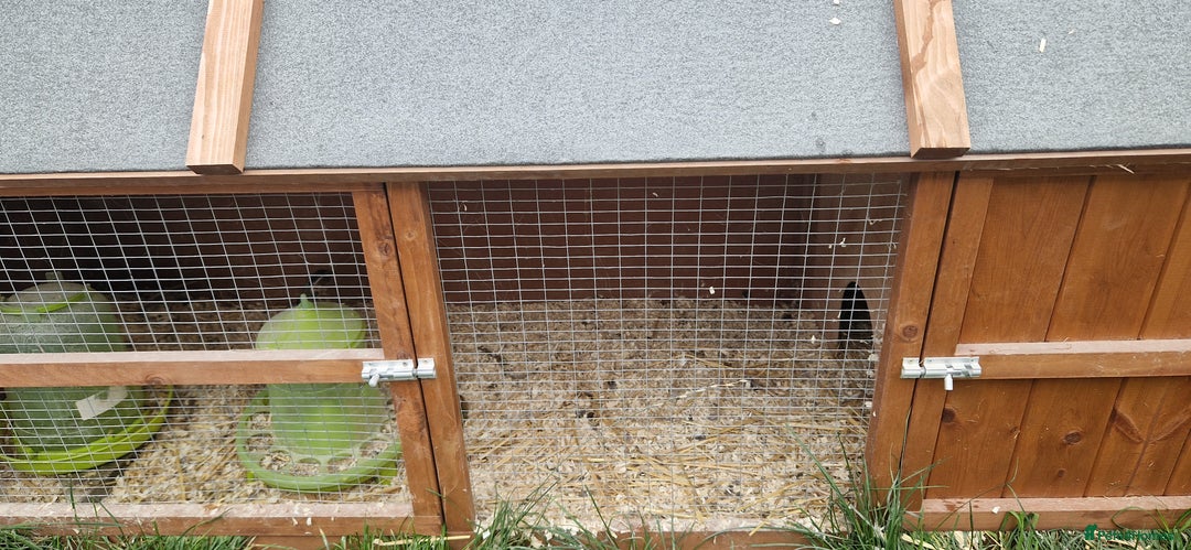 Quail poultry for sale: Quails with set up  - Image 2