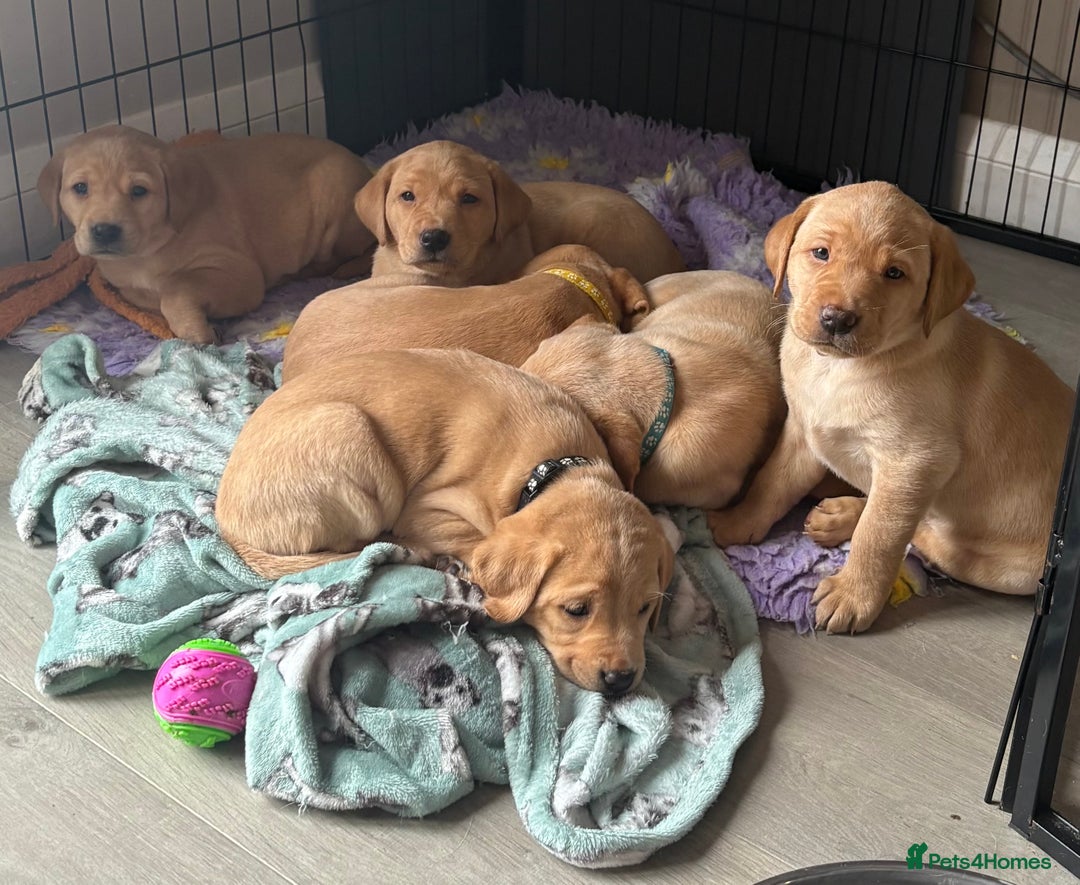 Labrador Retriever dogs for sale: KC Labrador puppies yellow / Red  - Advert 20