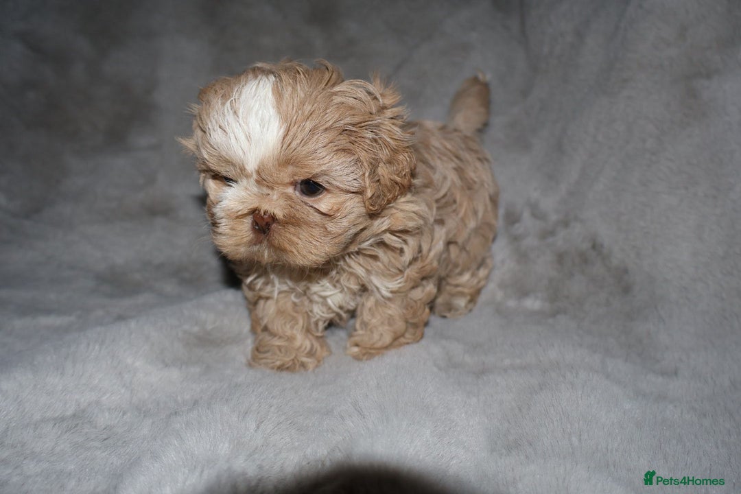 Shih Tzu dogs for sale: ✨️Exceptional Imperial Litter Ready Mid December✨️ - Advert 22