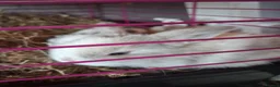 Mini Lop rabbits for sale: Baby mini lops 3 weeks old - Advert 5