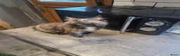 Maine Coon cats for sale: Main Coon x Russian Blue  - Advert 6