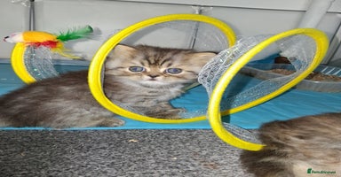 Persian cats - Advert 3