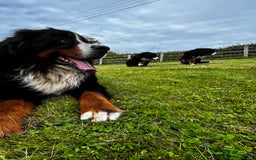 Bernese Mountain Dog dogs for sale: Kc Reg Bernese mountain dogs  - Image 23