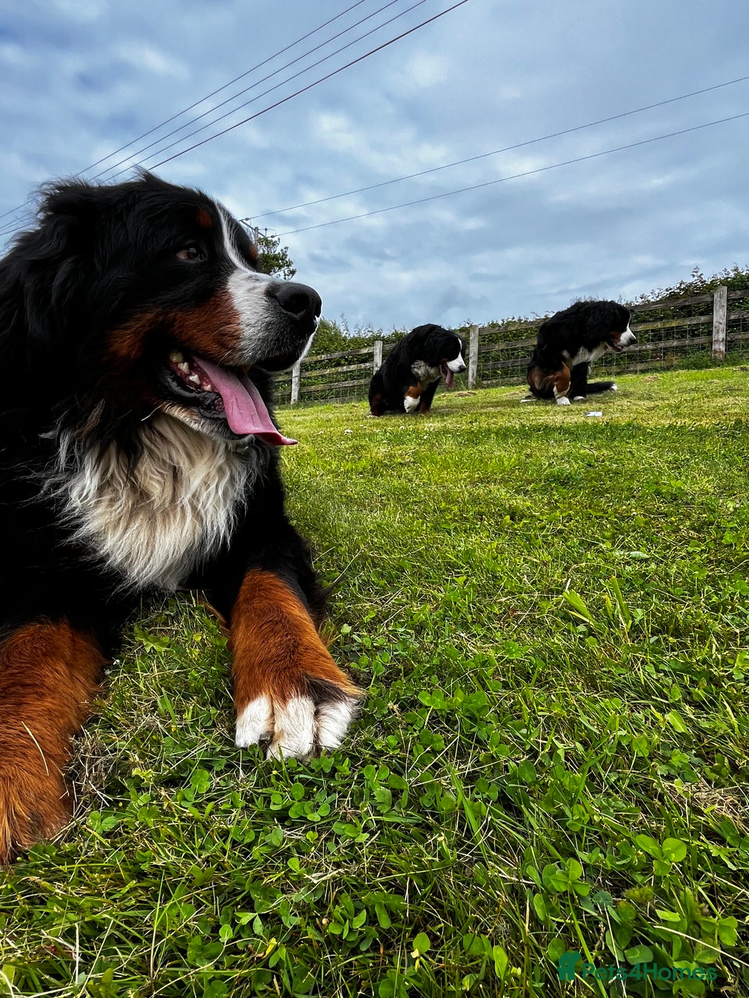 Bernese Mountain Dog dogs for sale: Kc Reg Bernese mountain dogs  - Image 23
