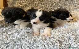 Mixed Breed dogs for sale: Gorgeous borgi pups - Image 10