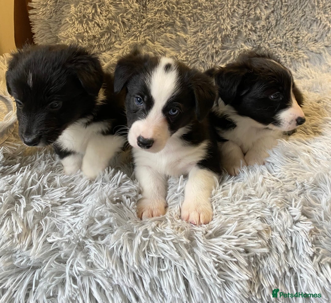 Mixed Breed dogs for sale: Gorgeous borgi pups - Image 10