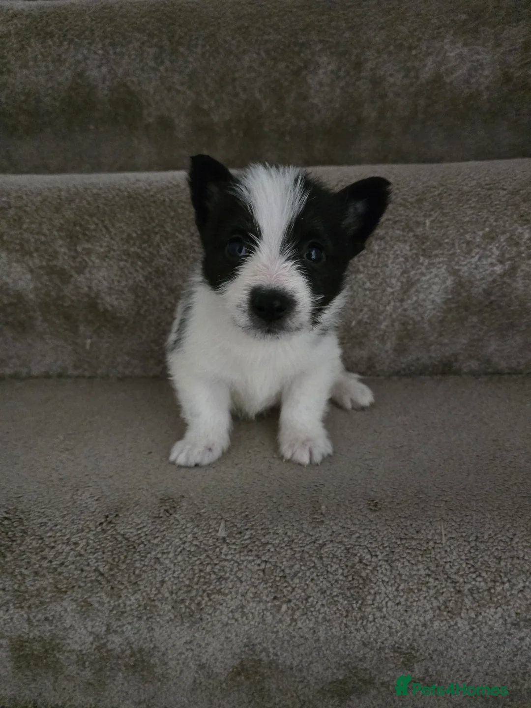 Mixed Breed dogs for sale: Malchi puppies for sale  - Advert 4