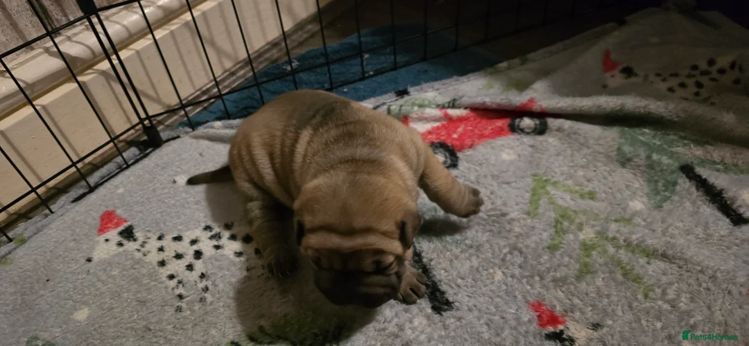 Shar Pei dogs for sale: 2 female shar pei puppies  - Advert 5