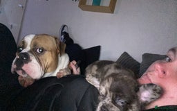 Mixed Breed dogs for sale: Draco 11 month old 3/4 Frenchie 1/4 toy poodle. - Image 18