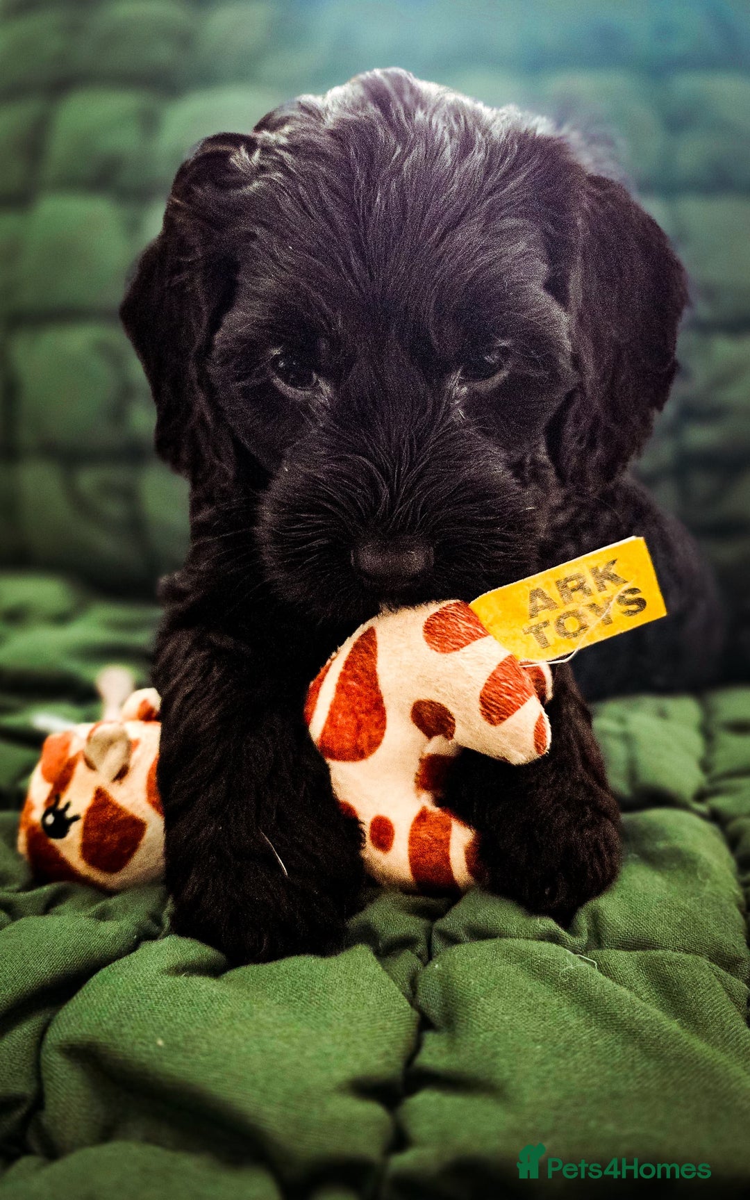 Cockapoo dogs for sale: Adorable Cockerpoo puppies  - Image 4