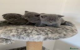 Scottish Fold cats for sale: Scottish Fold x Russian Blue Kittens  - Image 9