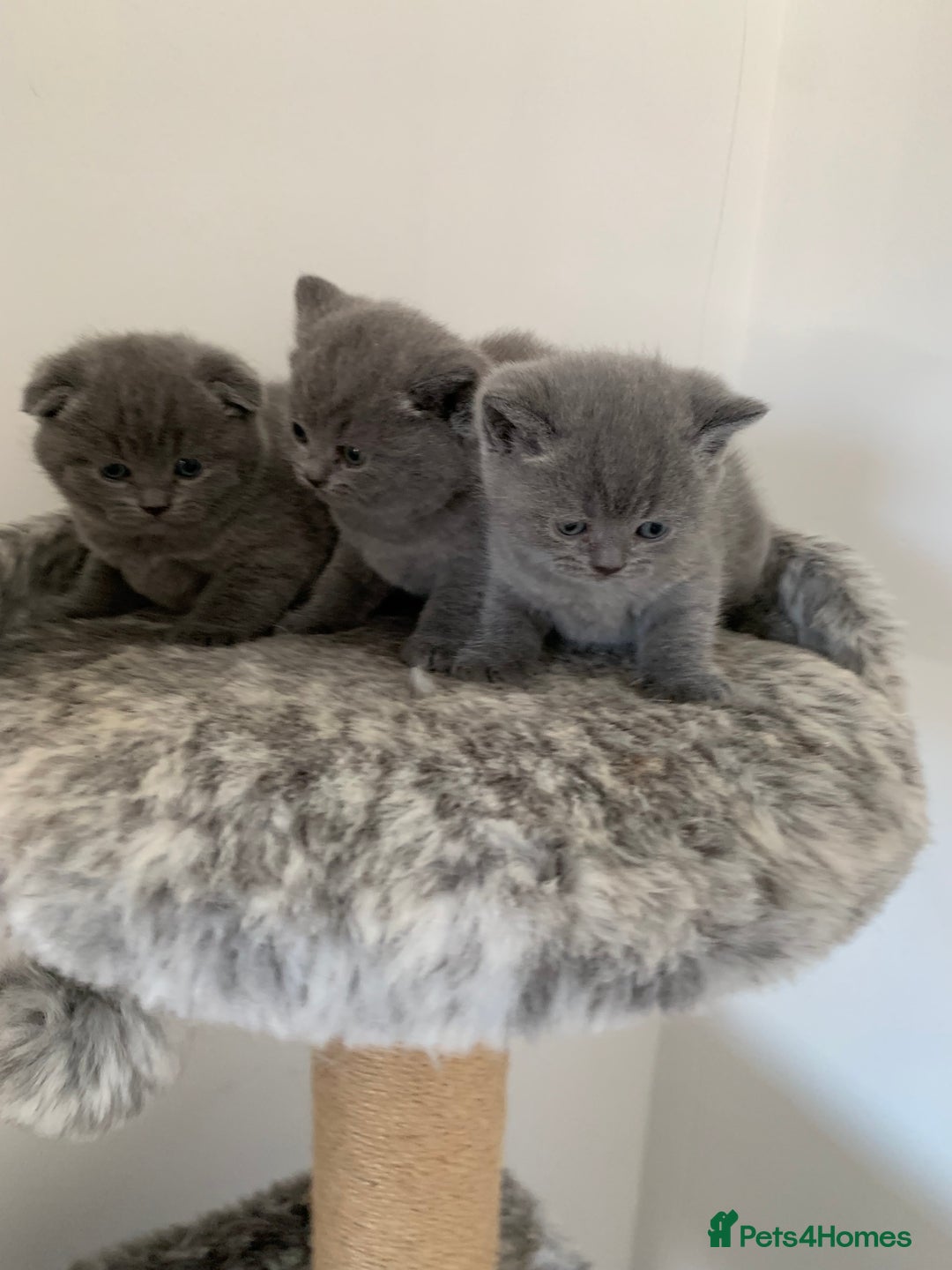 Scottish Fold cats for sale: Scottish Fold x Russian Blue Kittens  - Image 9