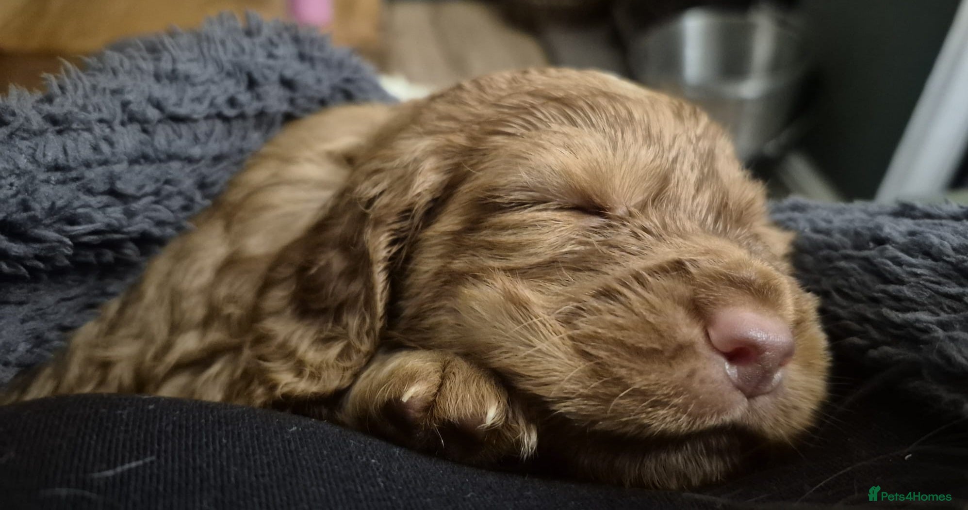 Cocker Spaniel dogs Working Cocker Spaniel Pups - Advert 14