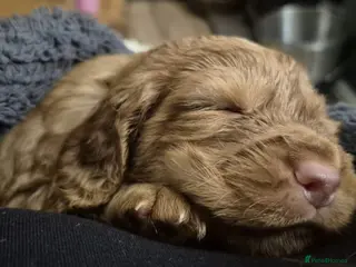 Cocker Spaniel dogs Working Cocker Spaniel Pups - Advert 5