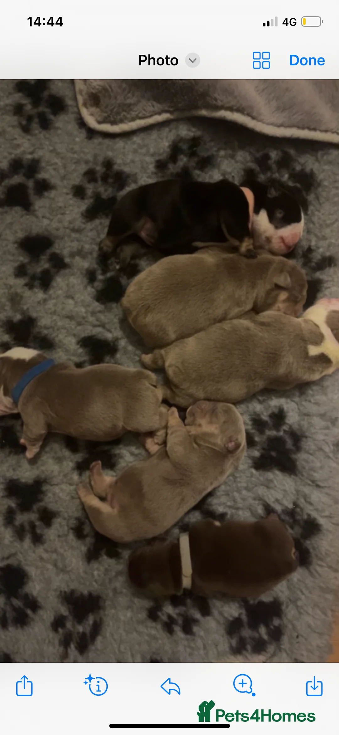 English Bulldog dogs for stud: Chocolate and tan stud includes 2 ai in Walsall - Advert 17
