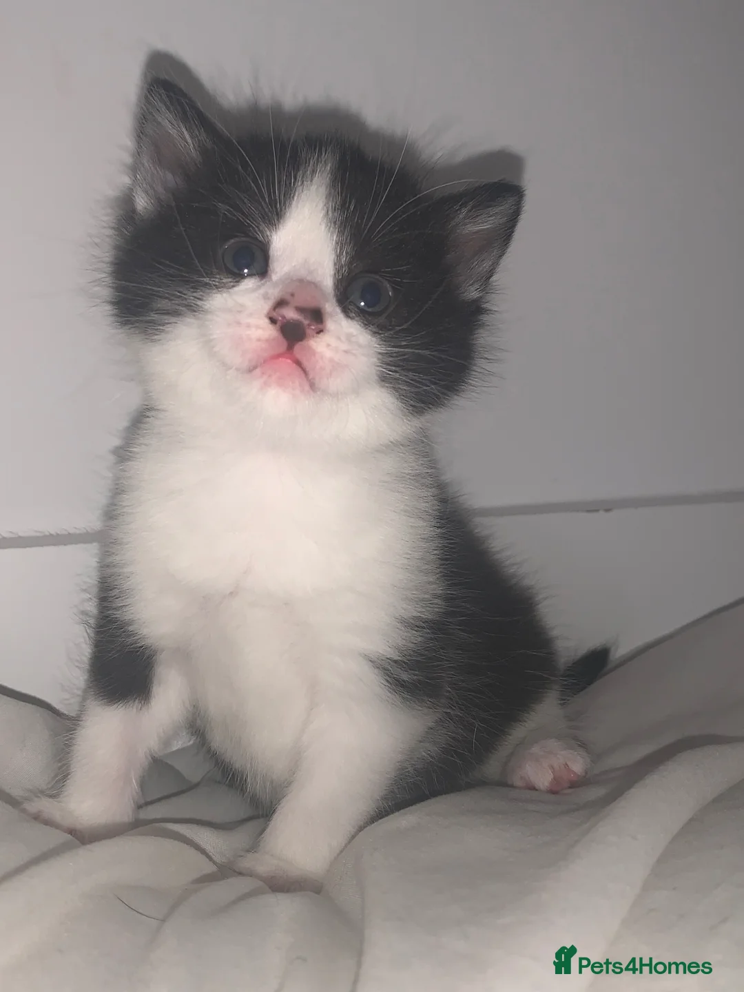 Norwegian Forest Cat cats for sale: Our beautiful Norwegian forest babies 🩵 - Advert 1