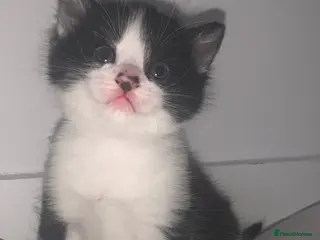 Norwegian Forest Cat cats Our beautiful Norwegian forest babies 🩵 - Advert 4