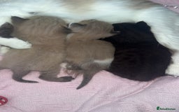 Ragdoll cats for sale: Ragdoll kittens £600-£1,000 - Image 11
