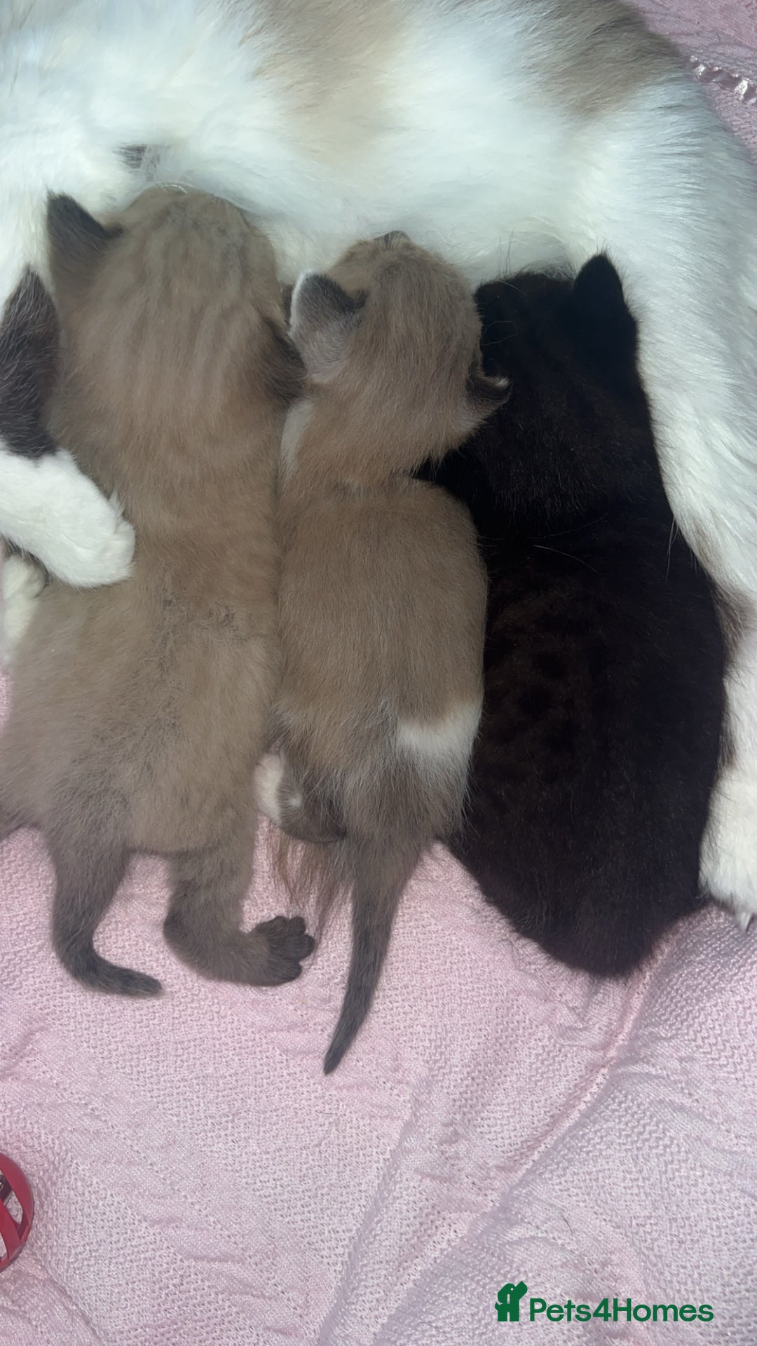 Ragdoll cats for sale: Ragdoll kittens £600-£1,000 - Image 11