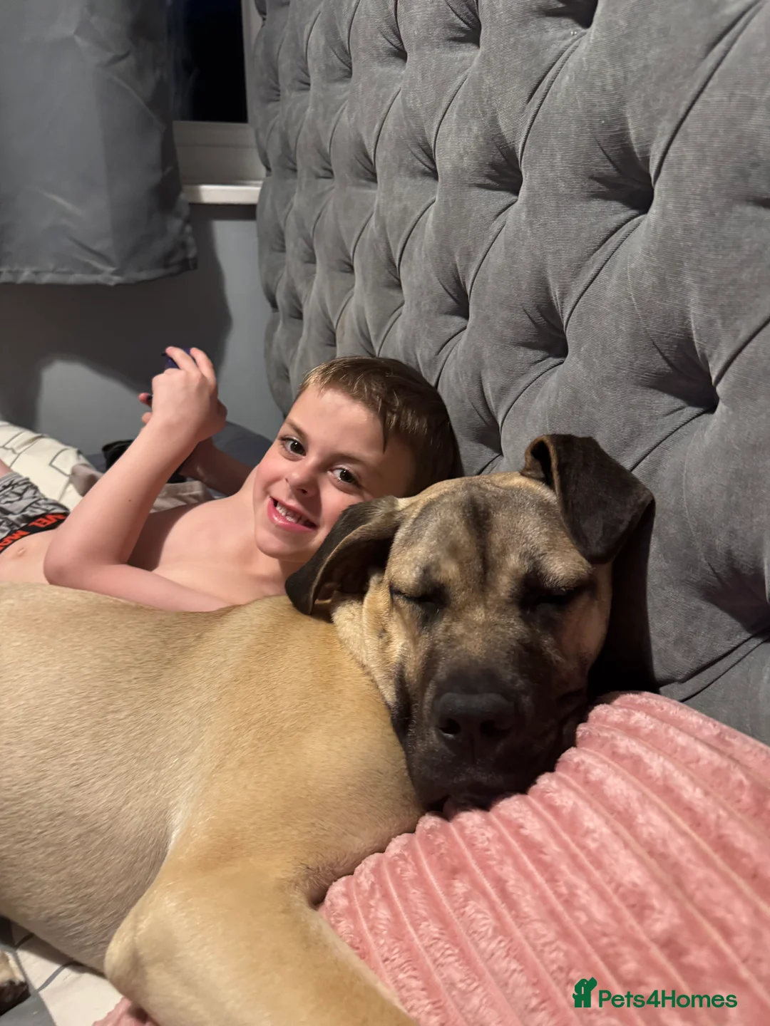 Cane Corso dogs for sale: Beautiful 1 year old cane corso female - Advert 5