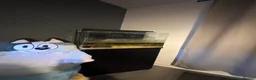 Tetras fish for sale: Marine 120ltr tank - Advert 2